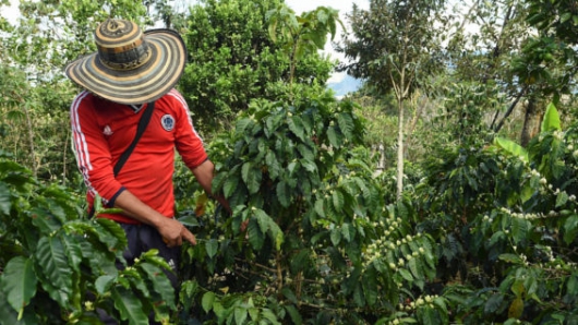 Exportaciones de café de Honduras se disparan 94.5 pct en julio: IHCAFE Exportaciones de café de Honduras se disparan 94.5 pct en julio: IHCAFE