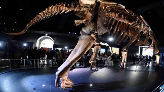 Chilesaurus: 'Frankenstein', el eslabón perdido de los dinosaurios
