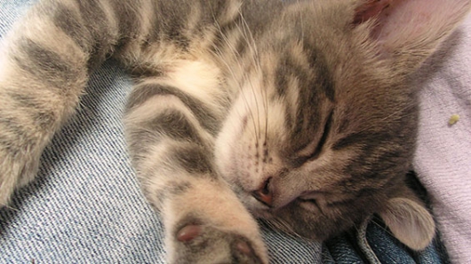 Un grupo de gatos ayuda a combatir el estrés en una empresa