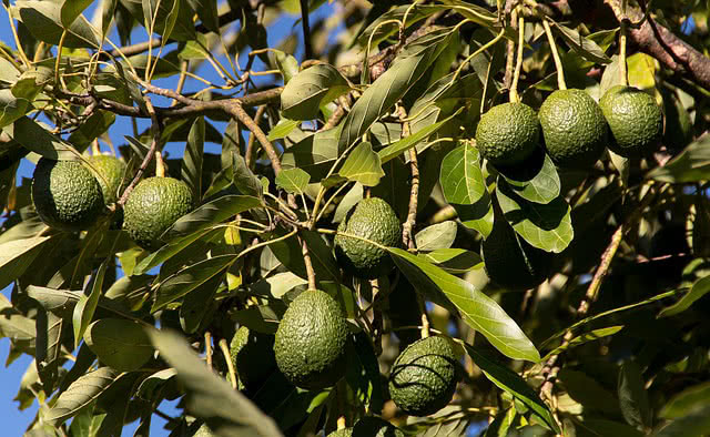 El aguacate Hass colombiano llegará a Japón