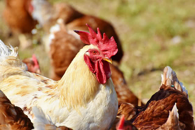 Aplazado el juicio de un gallo francés acusado de cantar demasiado temprano