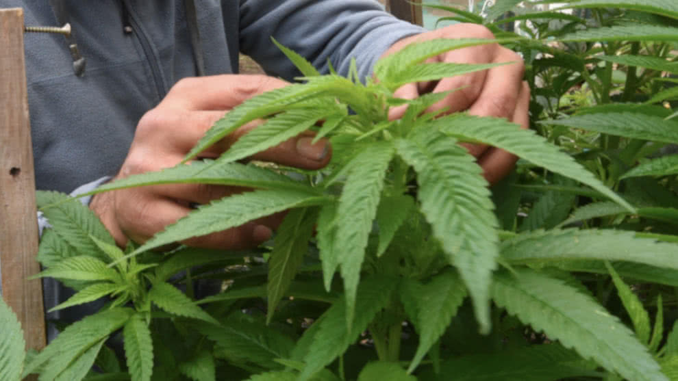 A partir de diciembre se podrán adquirir alimentos preparados con marihuana en Canadá