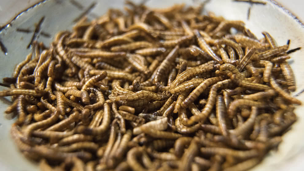 Conozca el restaurante que tiene un menú saludable a base de insectos